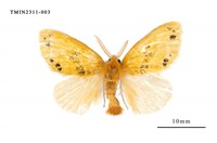 藏品(菱帶黃毒蛾)的圖片